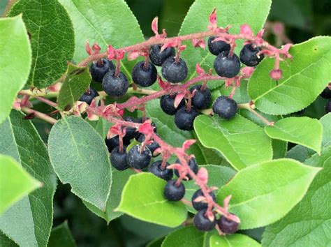 Schermen Uw Berry Vines